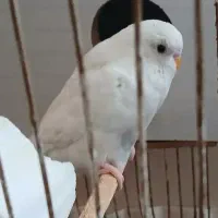 یک جفت مرغ عشق...|پرنده|مشهد, احمدآباد|دیوار