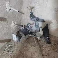 14تانرپریده|پرنده|کرمان, |دیوار