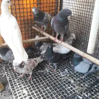 جوجه کبوتر پروازی مفلق
