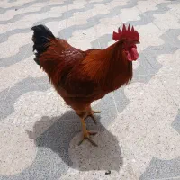 خروس بالغ محلی