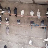 جوجه کفتر پرشی|پرنده|ری, شهرک نظامی|دیوار