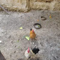 خروس|حیوانات مزرعه|اصفهان, توپخانه ارتش|دیوار