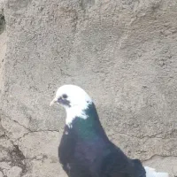 کفتر دمبی ماده و شازده نر