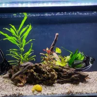 یک عدد شیشه آکواریوم و یک عدد لجن خوار