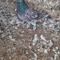 پرنده