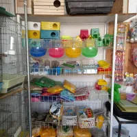 پرنده سرا|پرنده|هشتگرد, شهرک گلها|دیوار