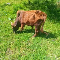 ورزاکوله سالم داشتی جهت فروش