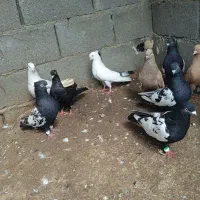 کبوتر دوری|پرنده|رامشیر, |دیوار