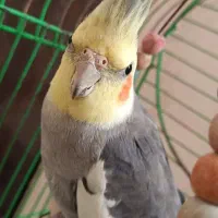 عروس هلندی نر