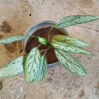 کمتر از همه جا