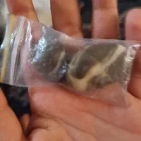 2 عدد سنگ زیبا از کربلا