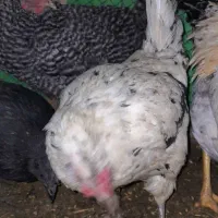 مرغ|حیوانات مزرعه|قره ضیاالدین, |دیوار