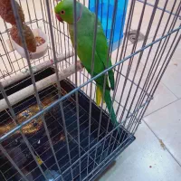 طوطی ملنگو نر