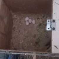 دو جفت عروس  یکی ۲.۵ و دومی ۳ م با قفس عروس