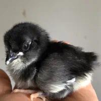 تخم و جوجه مرغ و خروس گلین چهل تاج|حیوانات مزرعه|ساری, |دیوار