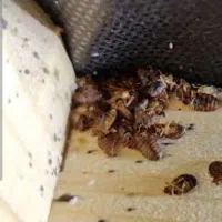 سمپاشی سم پاشی