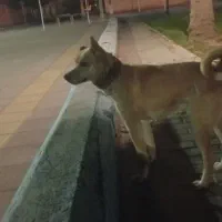 سگ تربیت شده
