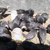 بوغلمون ۷ ماه
