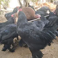 خروس مرندی|حیوانات مزرعه|هشتگرد, خور|دیوار