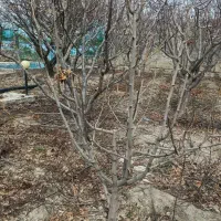 هرس درخت|خدمات باغبانی و درختکاری|چناران, |دیوار