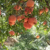 انار درجه ۱