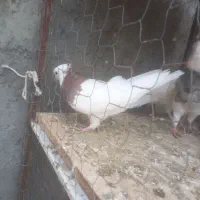 فروشی|پرنده|مهربان, |دیوار