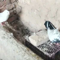 دم سیاه کاکلی