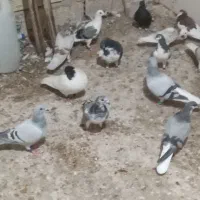 کبوتر شهری سبز همه نره|پرنده|برازجان, |دیوار