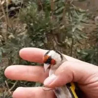 سهره دورگ|پرنده|ارسنجان, |دیوار