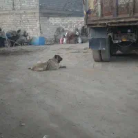 فروش.سگ.سرابی.بستان.اباد|سگ|بستان آباد, |دیوار