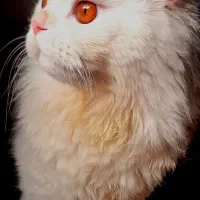 گربه پرشین