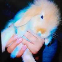 مینی لوپ هلندی خاص