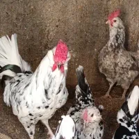 مرغ و خروس گلین