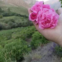 گلاب، عرق نعناع عمده تولید و پخش سرکه سیب انگور