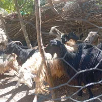 بز جوان|حیوانات مزرعه|مارگون, |دیوار