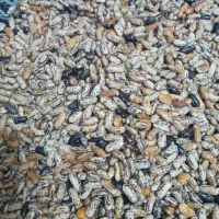 باقالی خشک شده تازه امسال