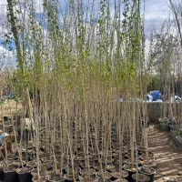 کاشت  و عرضه سطلی درخت صنوبر تبریزی ۴ متری ۹۵