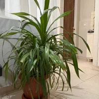 گیاه پاندانوس