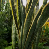 گل اپارتمانی