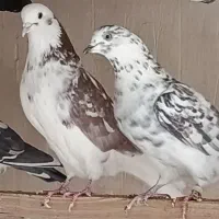 کبوتر پرشی یکجا