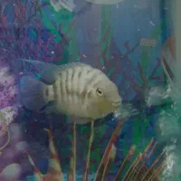 ماهی آکواریومی|ماهی|زابل, |دیوار