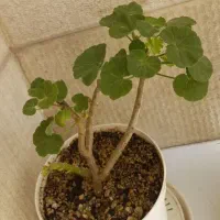 شمعدانی روسی کمیاب