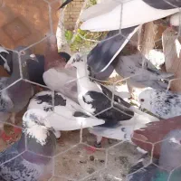 50 عدد کفتر پرشی ضد و خوردی|پرنده|عطاملک, |دیوار