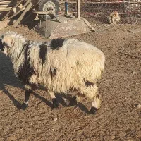 بره ریز|حیوانات مزرعه|مرودشت, پشت سایپا|دیوار