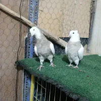 طوقی اجری ..|پرنده|شاهین‌شهر, خبرنگار|دیوار