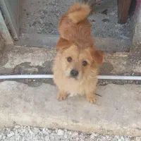 فروش سگ پاکوتاه شیتزووپاور باشناسنامه