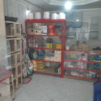 پرنده فروشی