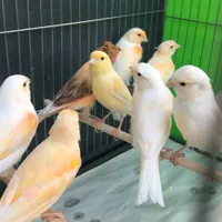 فروش قناری بصورت تک و تعداد|پرنده|ساری, |دیوار