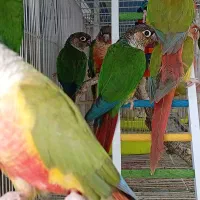 گرینچیک نرماده مولد یلوساید آناناسی ردفکتور