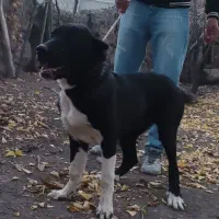 توله‌سرابی